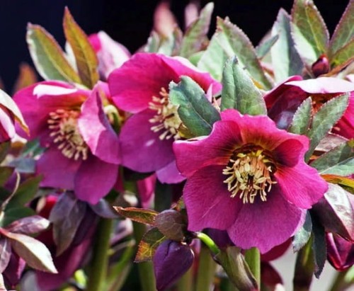 Helleborus orientalis Halcyon Early Dark Red.jpg