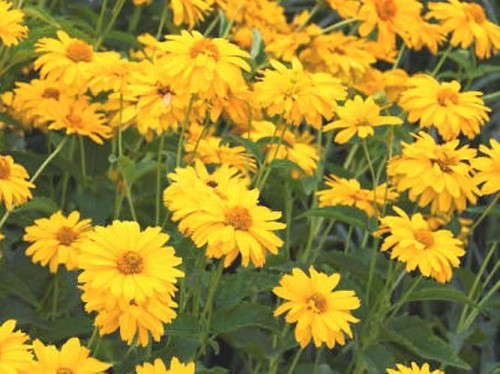 Heliopsis helianthoides Summer Sun.jpg