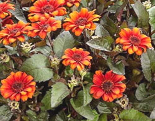 Heliopsis helianthoides Luna Roja.jpg