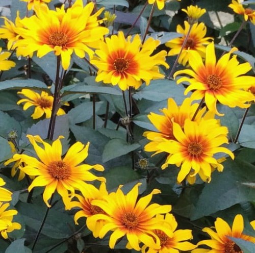 Heliopsis helianthoides Burning Hearts Mix.jpg