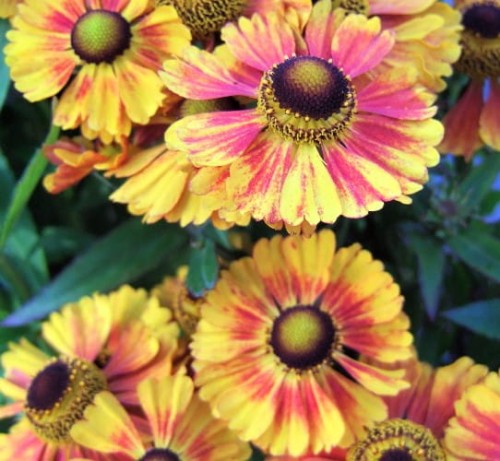 Helenium x hybridum Peach Sundae.jpg