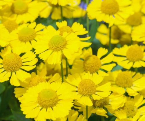 HELENIUM x hybr Mariachi™ Sombrero.jpg