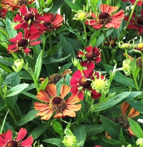 Helenium autumnale Hayday Red.jpg