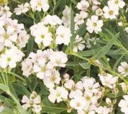 Gypsophila repens Filou white.jpg