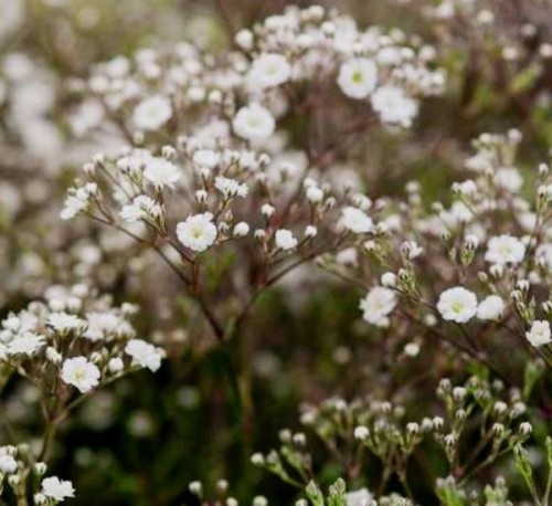 Gypsophila paniculata Starflakes.jpg