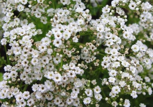 Gypsophila paniculata Festival White Flare.jpg