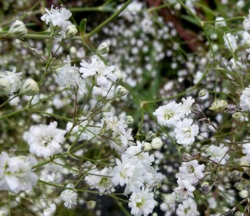 Gypsophila paniculata Bristol Fairy.jpg