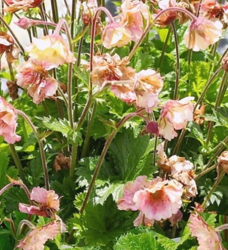 geum Pretticoats Peach.jpg