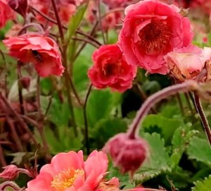 kuklik ogrodowy "Pink Petticoats" (łac. Geum x hybridum) kod: 11579