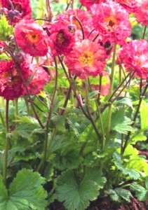 kuklik ogrodowy "Bohema Pink" (łac. Geum x hybridum) kod: 11577
