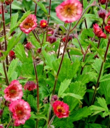 Geum rivale Bell Bank.jpg