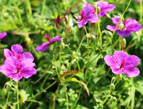 Geranium x hybridum Starman.jpg