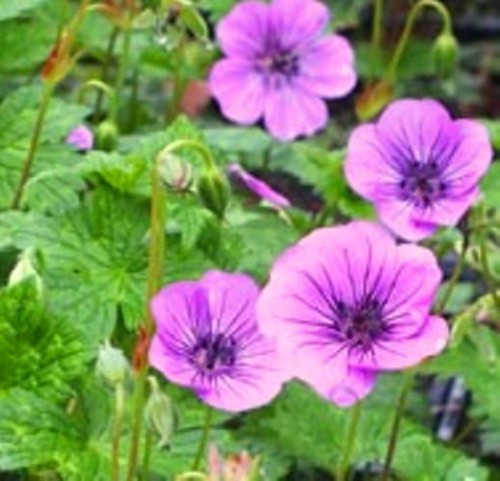 Geranium walichianum Pink Penny.jpg