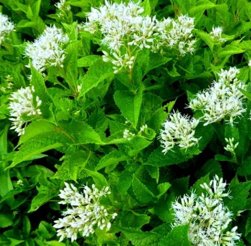Eupatorium rugosum Snowball.jpg