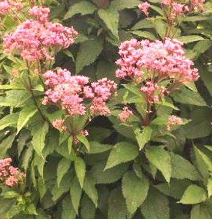 Eupatorium purpureum Ruby.jpg