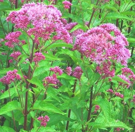Eupatorium maculatum Red Dwarf.jpg