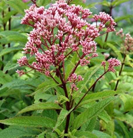 Eupatorium maculatum Baby Joe.jpg