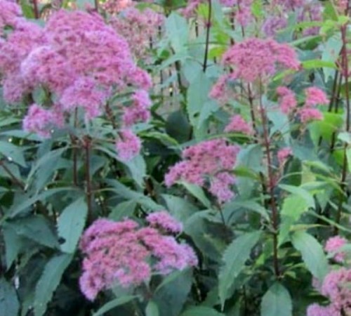 Eupatorium fitulosum Purple Bus.jpg