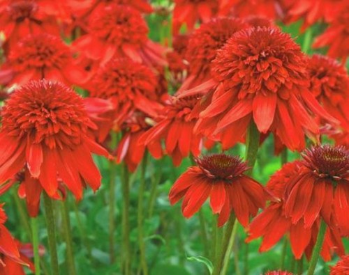Echinacea Eccentric.jpg