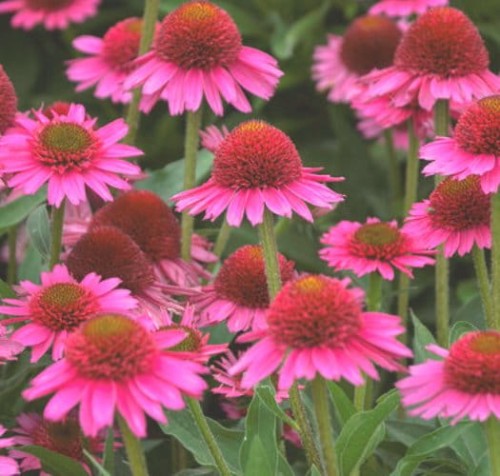 Echinacea Delicious Candy.jpg