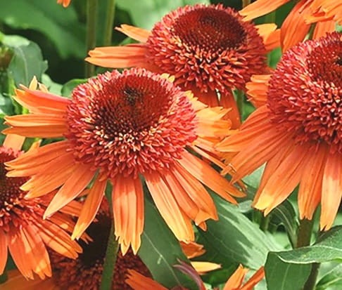 Echinacea Carrot Cake.jpg