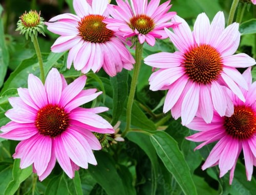 Echinacea purpurea Bright Rose.jpg