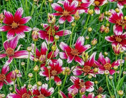Coreopsis verticillata Sunstar Rose.jpg