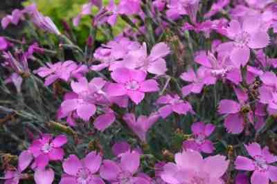 Dianthus gratianopolitanus Blauigel.jpg