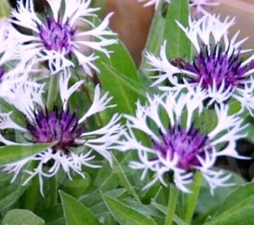 Centaurea montana Purple Heart.jpg