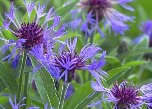 Centaurea montana Bright Blue.jpg