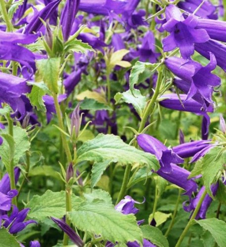 Campanula x hybridum Royal Wedding.jpg