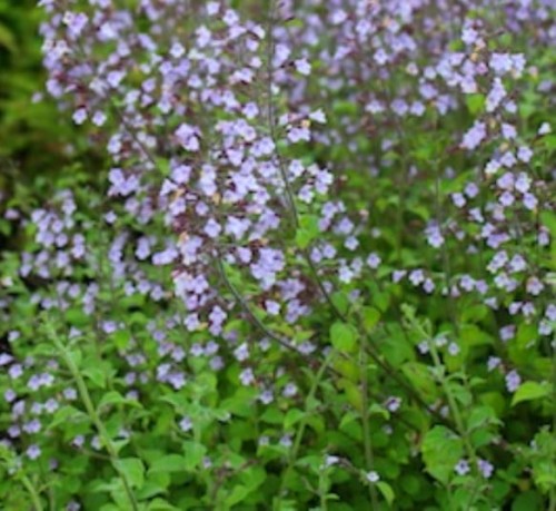 Calamintha nepeta Blue Cloud.jpg