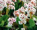 Bergenia cordifolia Dragonfly Angel Kiss.jpg
