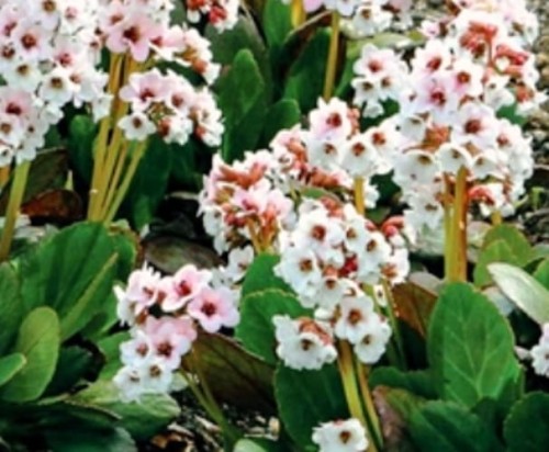 Bergenia cordifolia Dragonfly Angel Kiss.jpg