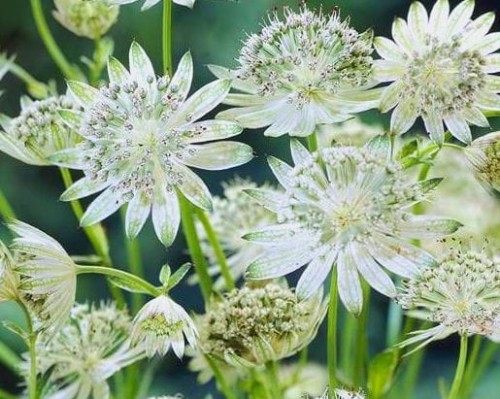 Astrantia major Shaggy.jpg