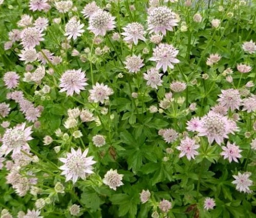 Astrantia major Florence.jpg
