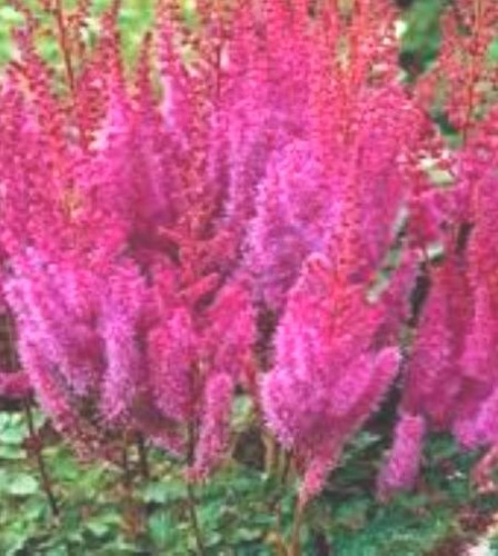 Astilbe x arendsii You and Me Forever.jpg
