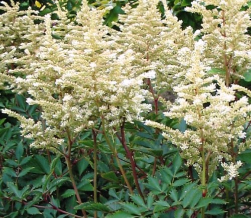 Astilbe japonica Avalanche.jpg
