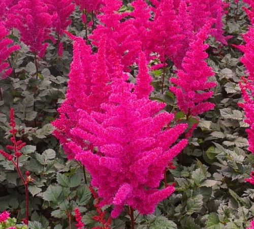 Astilbe chinensis Vulcano.jpg