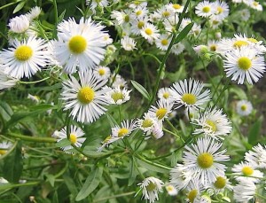 aster wrzosolistny "Herbstmyrthe" (łac. Aster ericoides) kod: 11473