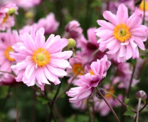 Anemone japonica Garden Breeze Whirlwind Pink.jpg