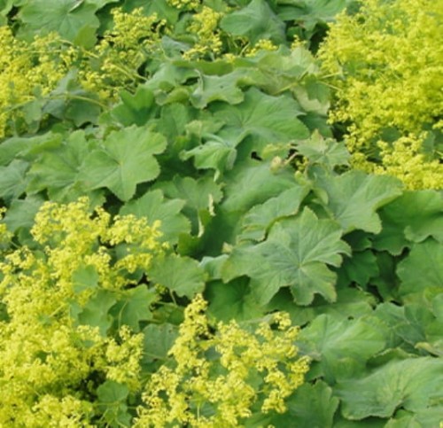 Alchemilla mollis Irish Silk.jpg