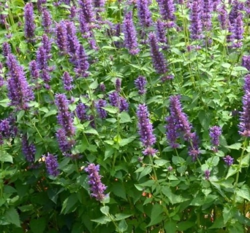 Agastache Bavaria.jpg