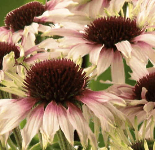 ECHINACEA purpurea Sombrero® Special White Purple.jpg