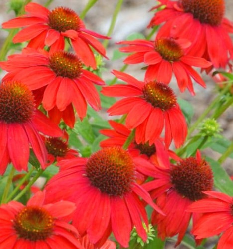 Echinacea purpurea Sombrero Salsa Red.jpg