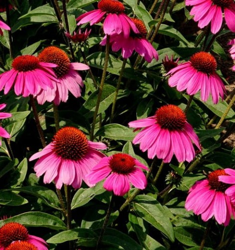 Echinacea purpurea Sombrero Rose.jpg