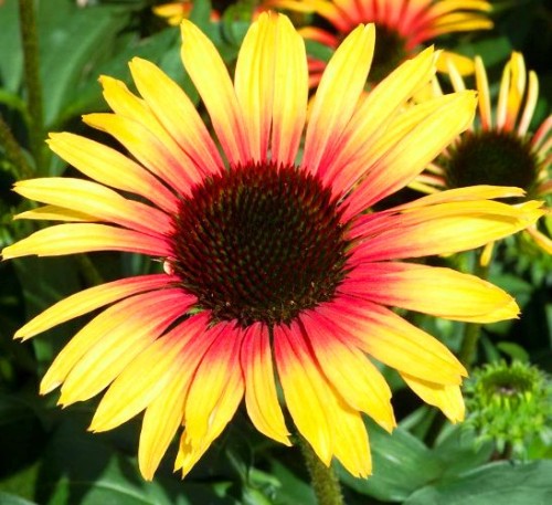 Echinacea purpurea Sombrero Special Yellow Red.jpg