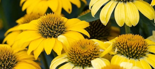 Echinacea purpurea Sombrero Compact Yellow.jpg