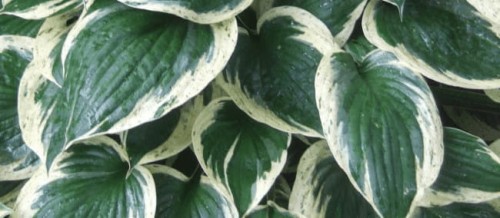 Hosta Independence.jpg