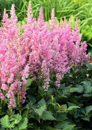 Astilbe Vision in Pink.jpg